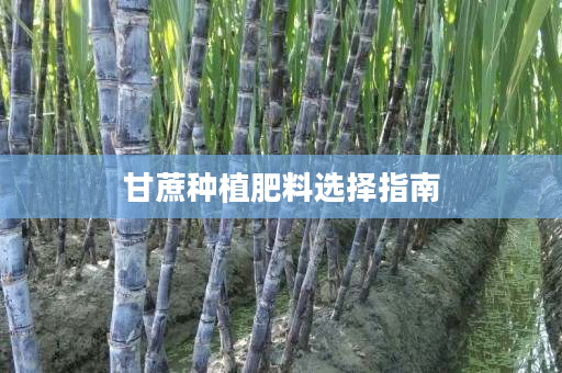 甘蔗种植肥料选择指南 甘蔗种植肥料选择指南