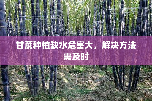甘蔗种植缺水危害大,解决方法需及时 甘蔗种植缺水危害大,解决方法需及时