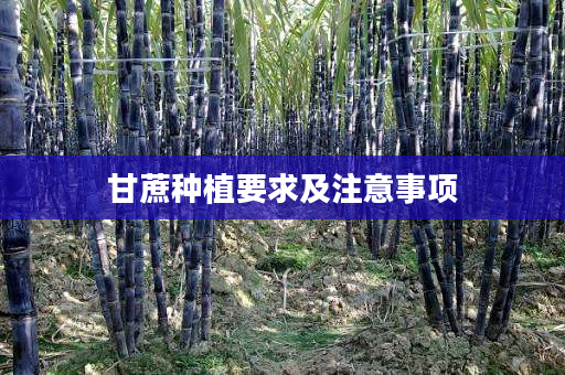 甘蔗种植要求及注意事项 甘蔗种植要求及注意事项