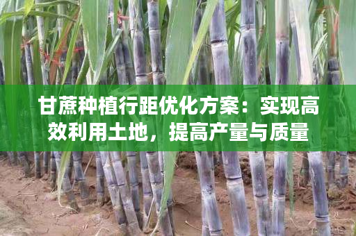 甘蔗种植行距优化方案:实现高效利用土地,提高产量与质量 甘蔗种植行距优化方案:实现高效利用土地,提高产量与质量