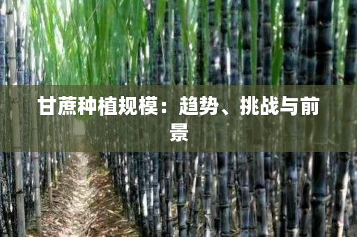 甘蔗种植规模：趋势、挑战与前景