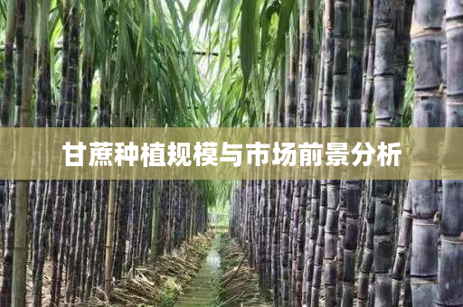 甘蔗种植规模与市场前景分析