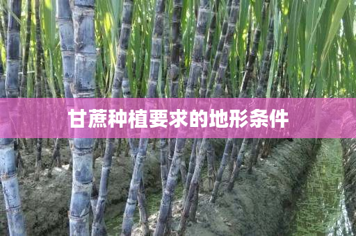 甘蔗种植要求的地形条件