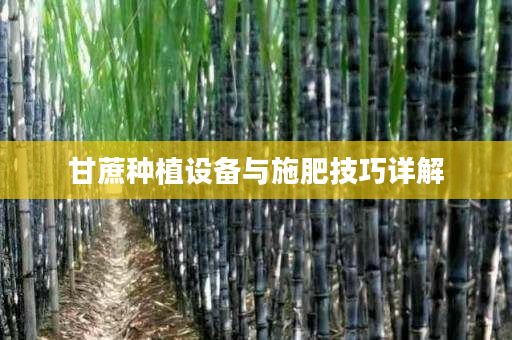 甘蔗种植设备与施肥技巧详解