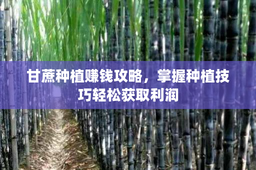 甘蔗种植赚钱攻略,掌握种植技巧轻松获取利润 甘蔗种植赚钱攻略,掌握种植技巧轻松获取利润