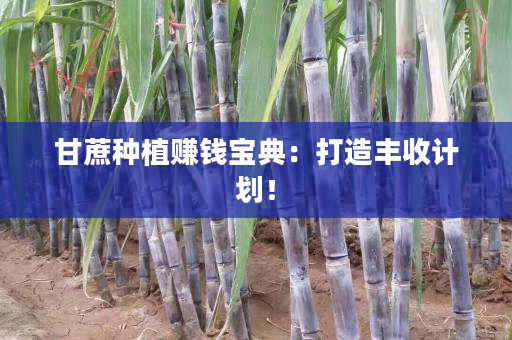 甘蔗种植赚钱宝典：打造丰收计划！