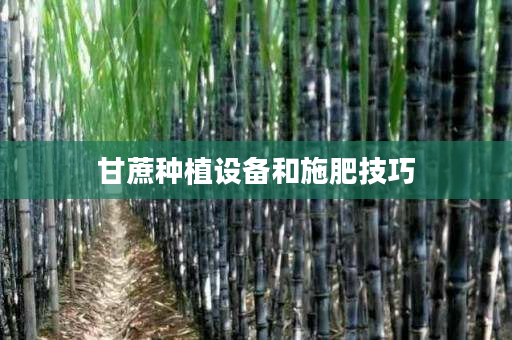 甘蔗种植设备和施肥技巧 甘蔗种植设备和施肥技巧
