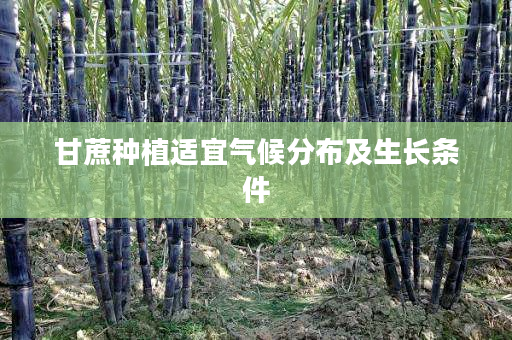 甘蔗种植适宜气候分布及生长条件 甘蔗种植适宜气候分布及生长条件
