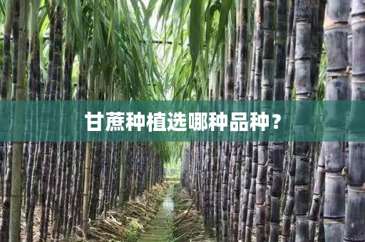 甘蔗种植选哪种品种? 甘蔗种植选哪种品种?