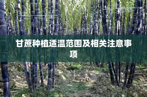 甘蔗种植适温范围及相关注意事项 甘蔗种植适温范围及相关注意事项
