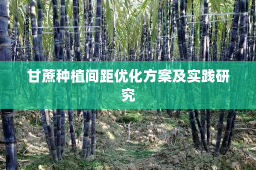 甘蔗种植间距优化方案及实践研究 甘蔗种植间距优化方案及实践研究