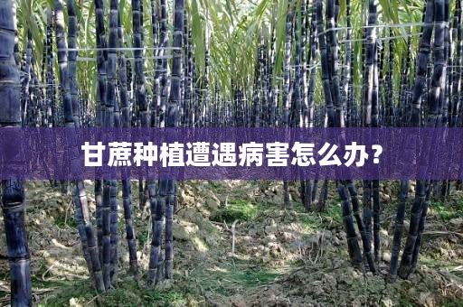 甘蔗种植遭遇病害怎么办? 甘蔗种植遭遇病害怎么办?