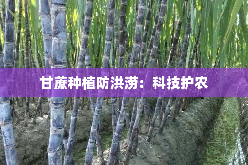 甘蔗种植防洪涝:科技护农 甘蔗种植防洪涝:科技护农