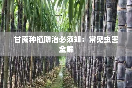 甘蔗种植防治必须知:常见虫害全解 甘蔗种植防治必须知:常见虫害全解