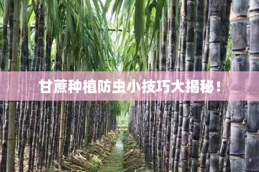 甘蔗种植防虫小技巧大揭秘！