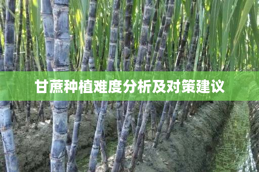 甘蔗种植难度分析及对策建议