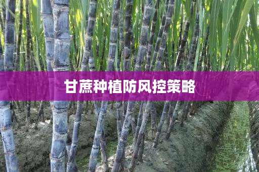 甘蔗种植防风控策略