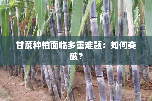 甘蔗种植面临多重难题：如何突破？