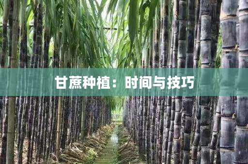 甘蔗种植：时间与技巧