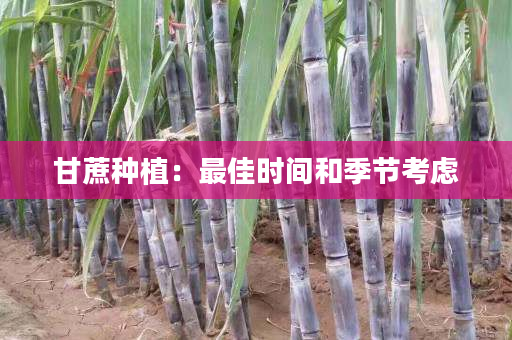甘蔗种植:最佳时间和季节考虑 甘蔗种植:最佳时间和季节考虑