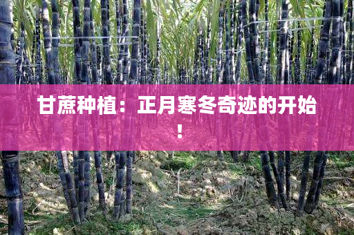 甘蔗种植:正月寒冬奇迹的开始! 甘蔗种植:正月寒冬奇迹的开始!