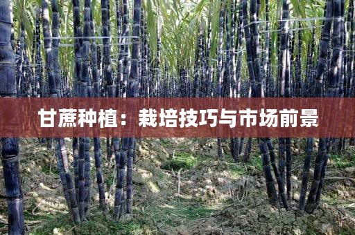 甘蔗种植:栽培技巧与市场前景 甘蔗种植:栽培技巧与市场前景