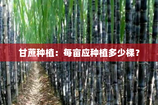 甘蔗种植:每亩应种植多少棵? 甘蔗种植:每亩应种植多少棵?