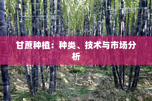甘蔗种植:种类、技术与市场分析 甘蔗种植:种类、技术与市场分析