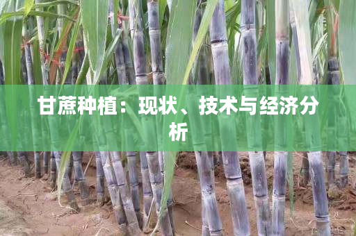 甘蔗种植：现状、技术与经济分析