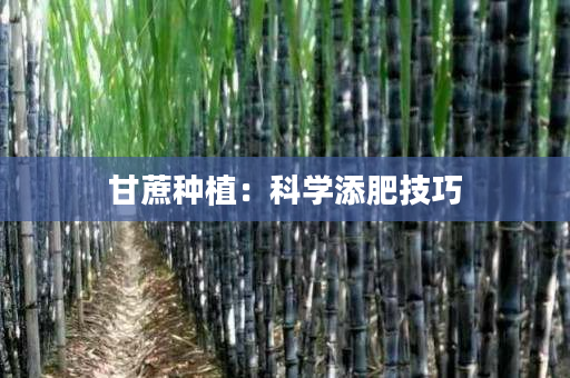 甘蔗种植：科学添肥技巧
