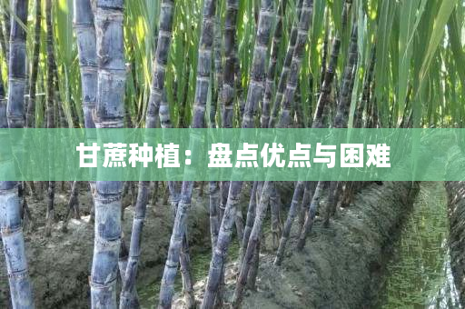 甘蔗种植：盘点优点与困难