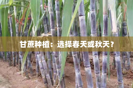 甘蔗种植：选择春天或秋天？