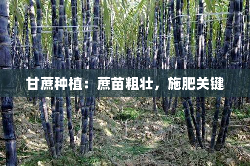 甘蔗种植：蔗苗粗壮，施肥关键