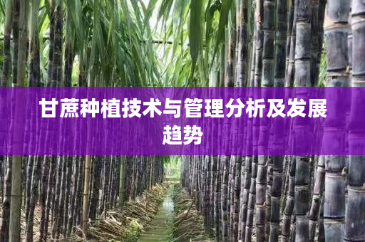 甘蔗种植技术与管理分析及发展趋势 甘蔗种植技术与管理分析及发展趋势