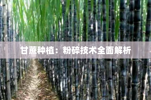甘蔗种植：粉碎技术全面解析