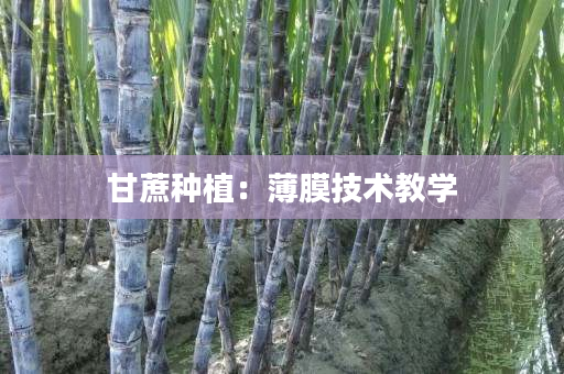 甘蔗种植：薄膜技术教学
