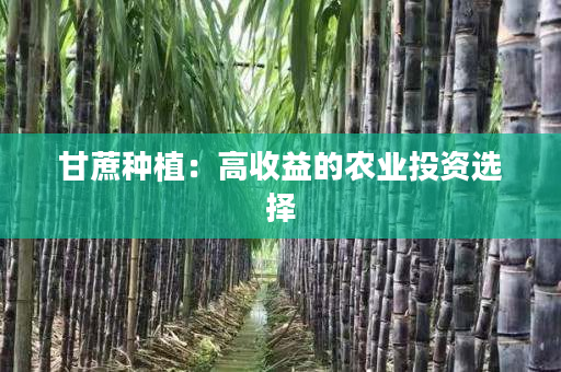甘蔗种植：高收益的农业投资选择