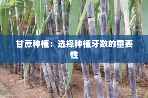 甘蔗种植：选择种植牙数的重要性