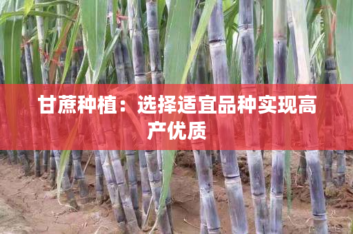 甘蔗种植:选择适宜品种实现高产优质 甘蔗种植:选择适宜品种实现高产优质