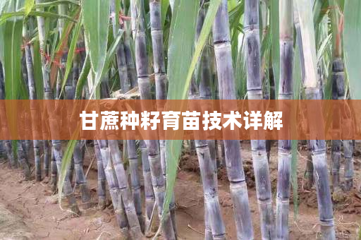 甘蔗种籽育苗技术详解