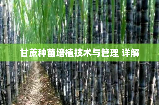 甘蔗种苗培植技术与管理 详解 甘蔗种苗培植技术与管理 详解
