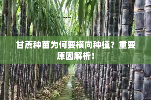甘蔗种苗为何要横向种植?重要原因解析! 甘蔗种苗为何要横向种植?重要原因解析!
