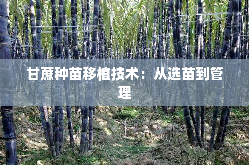 甘蔗种苗移植技术:从选苗到管理 甘蔗种苗移植技术:从选苗到管理