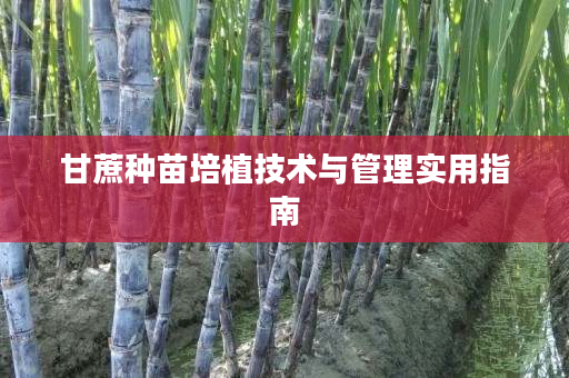 甘蔗种苗培植技术与管理实用指南 甘蔗种苗培植技术与管理实用指南