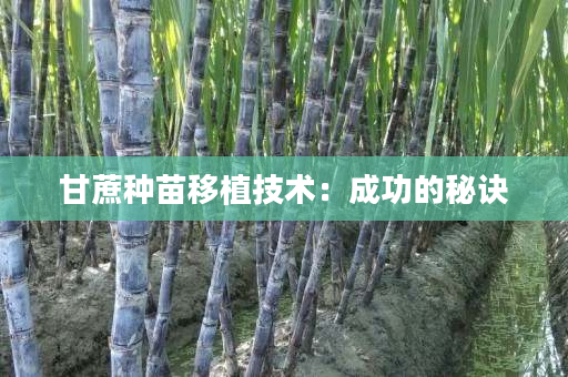 甘蔗种苗移植技术:成功的秘诀 甘蔗种苗移植技术:成功的秘诀