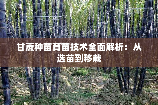 甘蔗种苗育苗技术全面解析:从选苗到移栽 甘蔗种苗育苗技术全面解析:从选苗到移栽