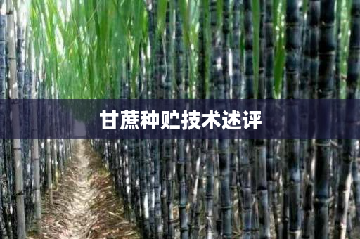 甘蔗种贮技术述评 甘蔗种贮技术述评