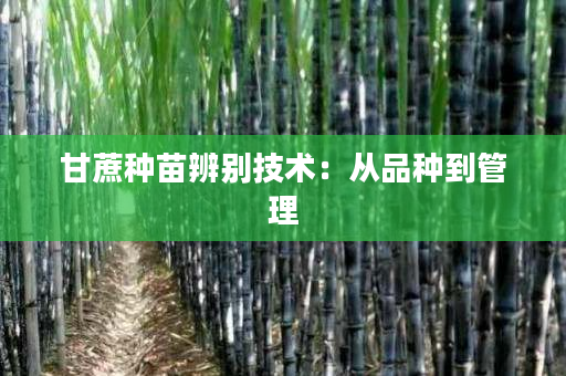 甘蔗种苗辨别技术:从品种到管理 甘蔗种苗辨别技术:从品种到管理