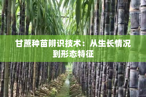 甘蔗种苗辨识技术:从生长情况到形态特征 甘蔗种苗辨识技术:从生长情况到形态特征