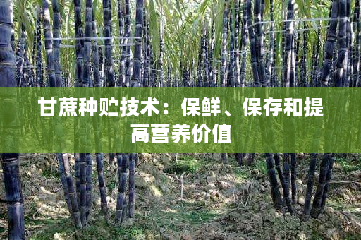 甘蔗种贮技术:保鲜、保存和提高营养价值 甘蔗种贮技术:保鲜、保存和提高营养价值
